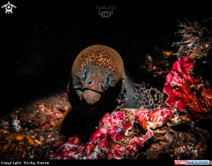 A Moray eel