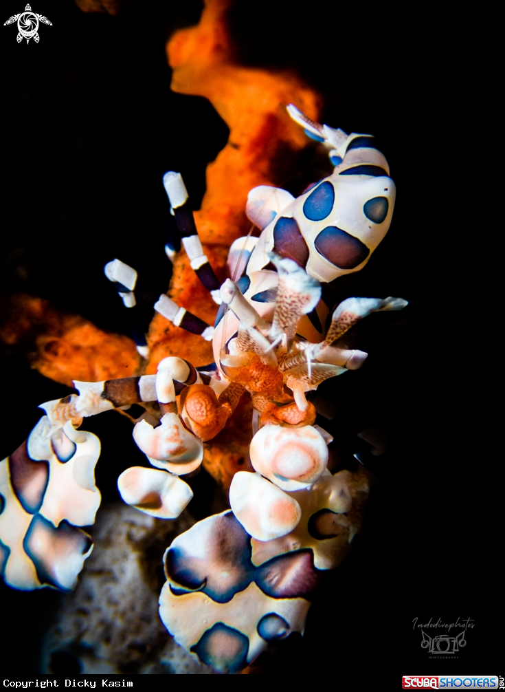 A Harlequin Shrimp