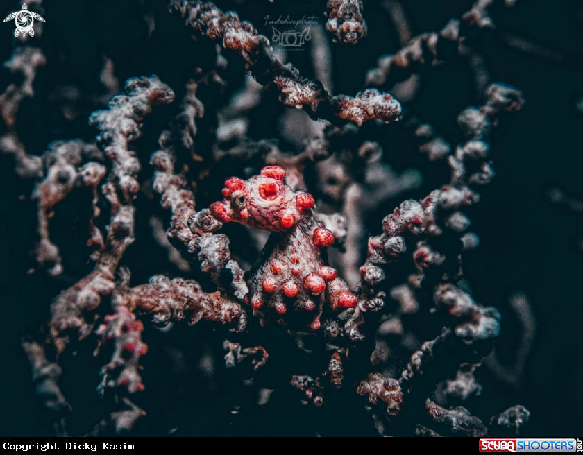 A Pygmy seahorse