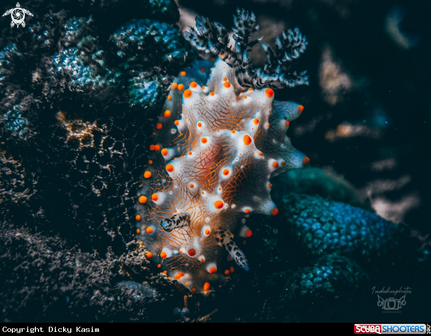A Halgerda nudibranch