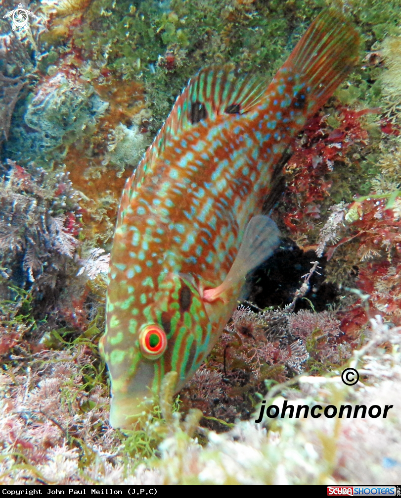 A underwater creature