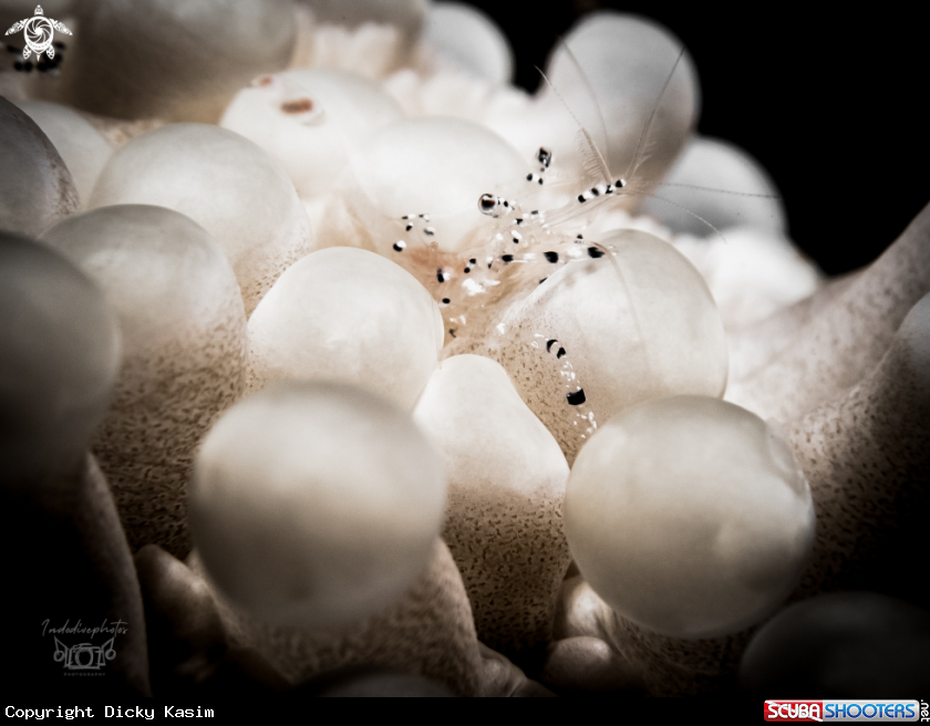 A Anemone shrimp