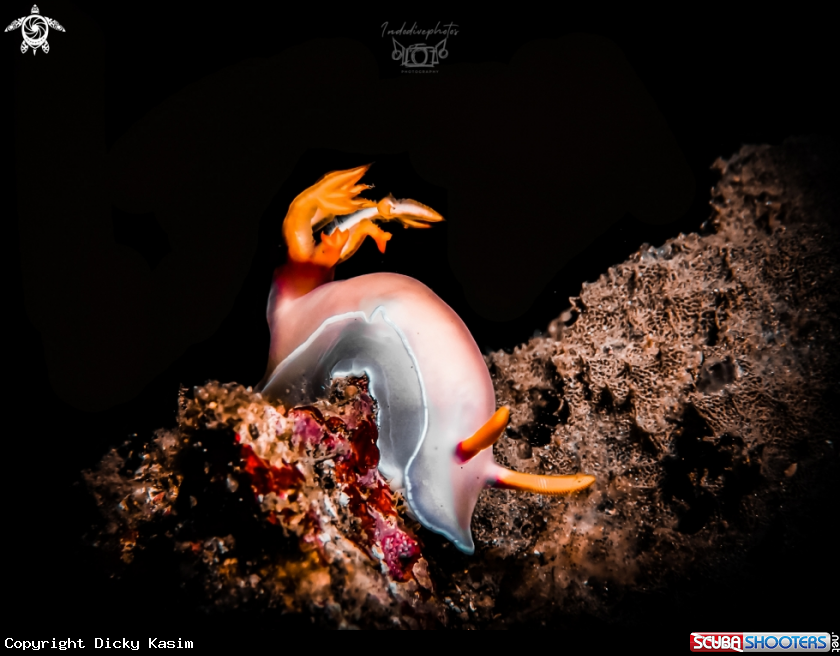 A Hypselodoris 