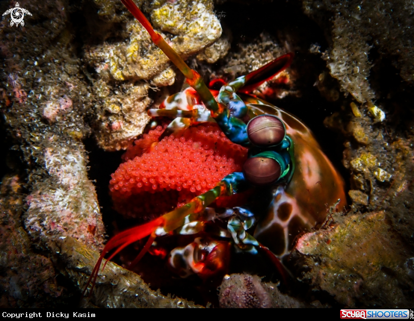 A Peacock Mantis Shrimp
