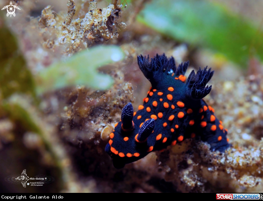 A Nembrota Nudibranch Juvenil