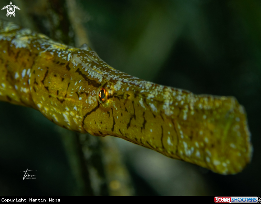 A Broadnosed Pipefish