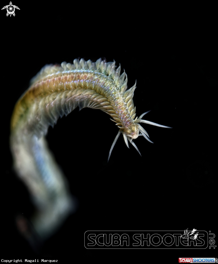 A Polychaete Worm