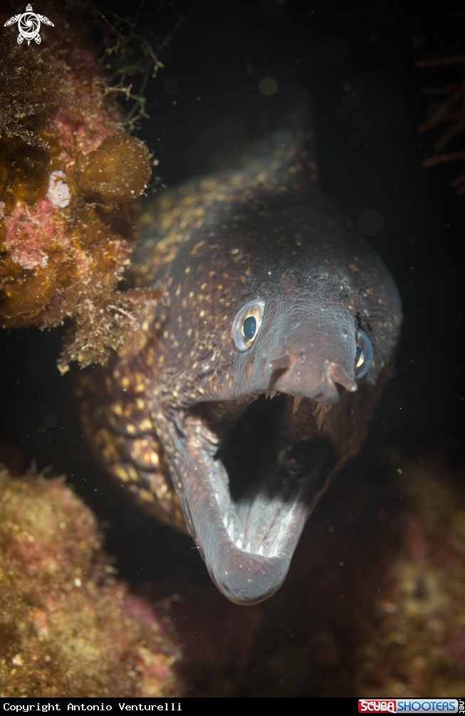 A Mediterranean Moray
