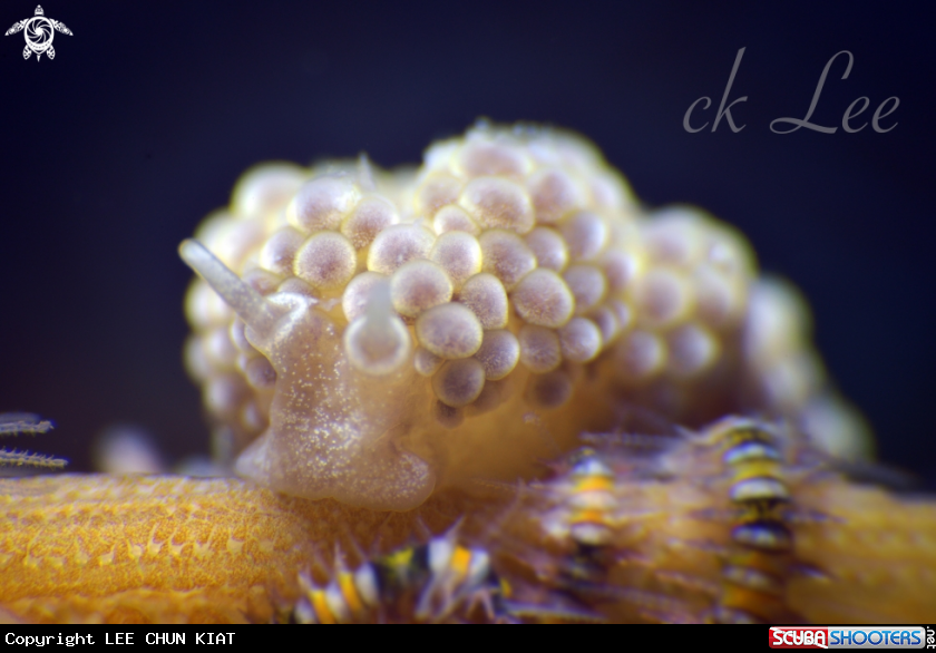 A Nudibranch