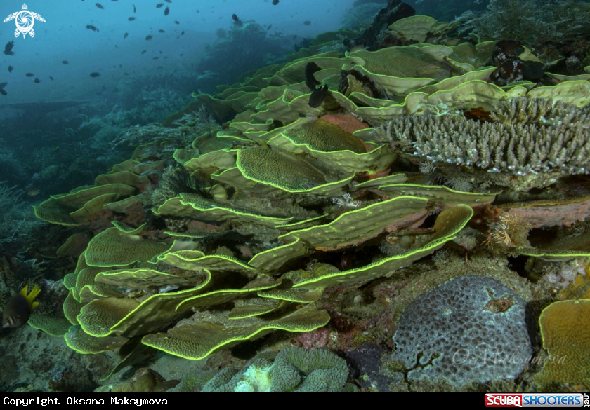 A Raja Ampat seascape