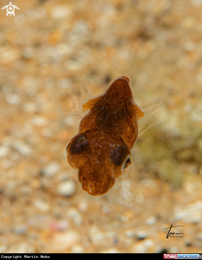 A Dwarf Bobtail Squid