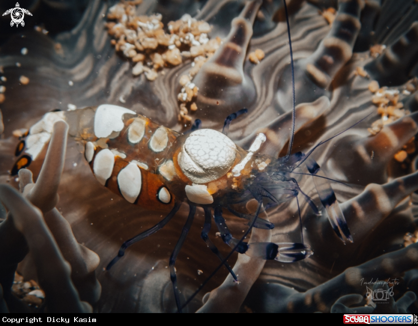A Glass Anemone shrimp