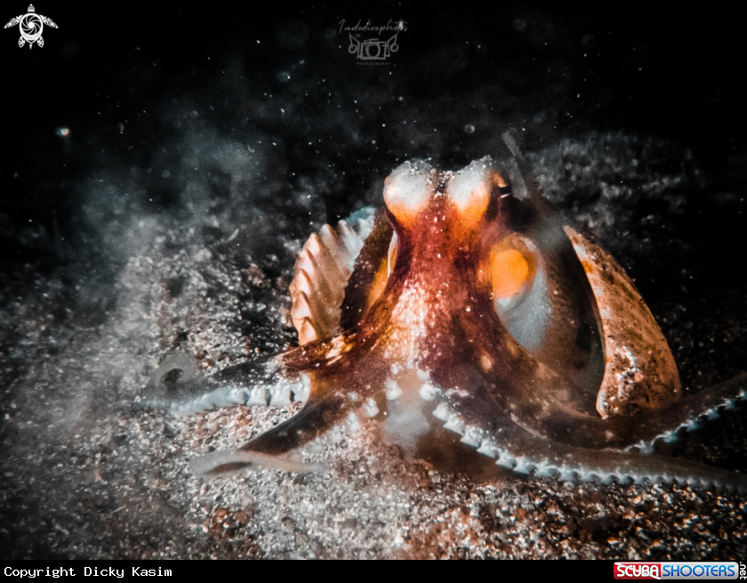 A Coconut Octopus