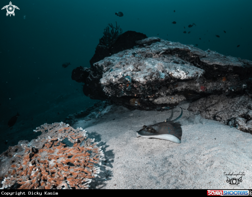 A Blue spotted stingray