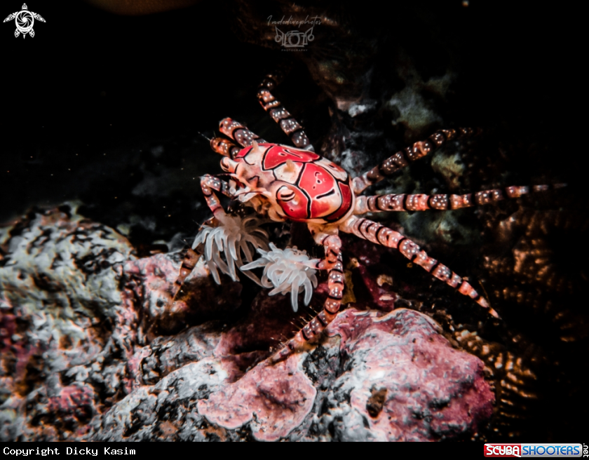 A Pom Pom Crab