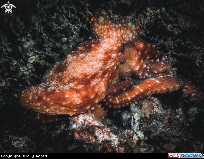 A Starry Night Octopus