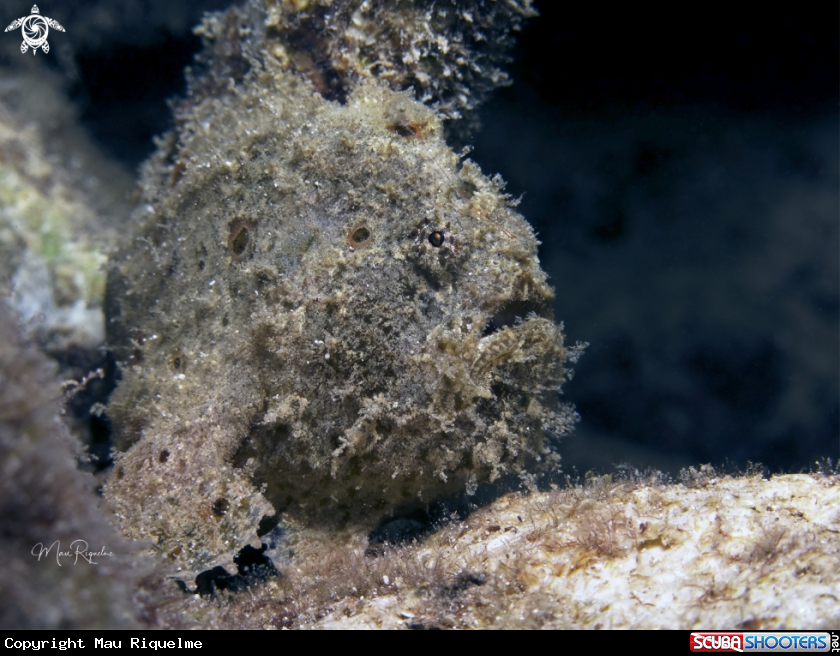 A Longlure Frogfish