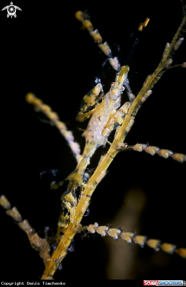 A SHRIMP