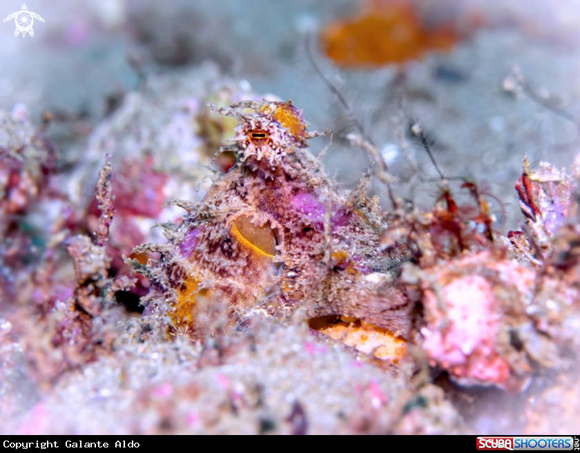 A Octopus