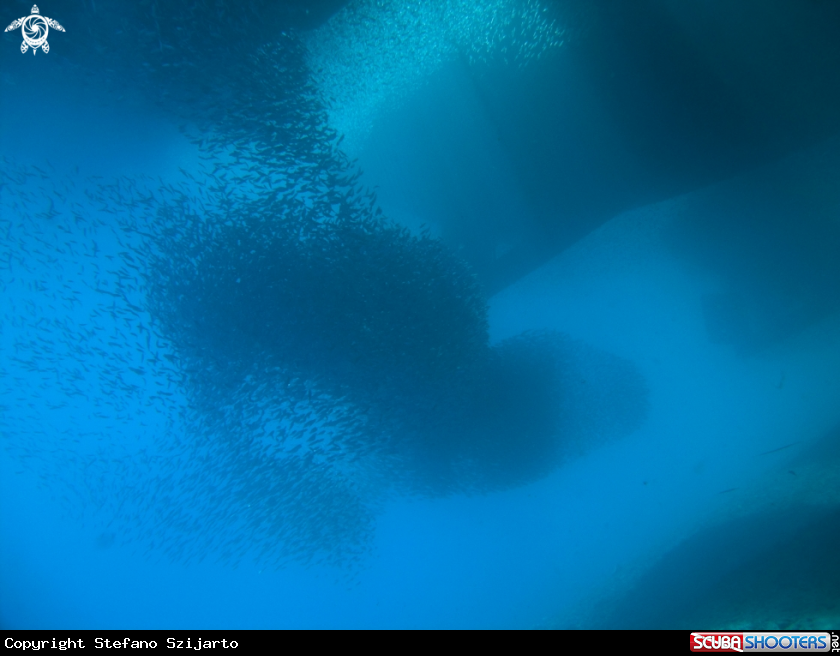A underwater creature