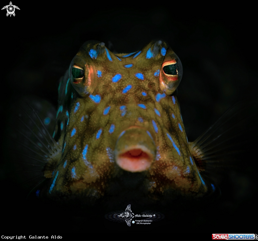 A Thornback Cowfish