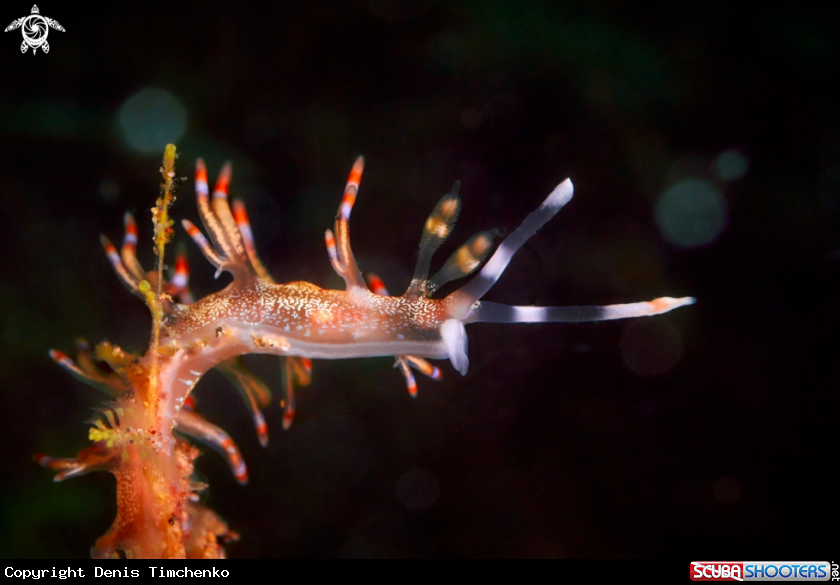 A NUDIBRANCH
