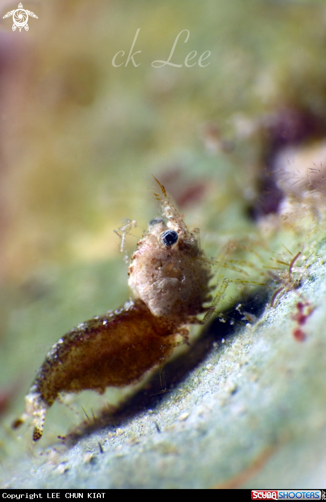 A Sashimi shrimp 