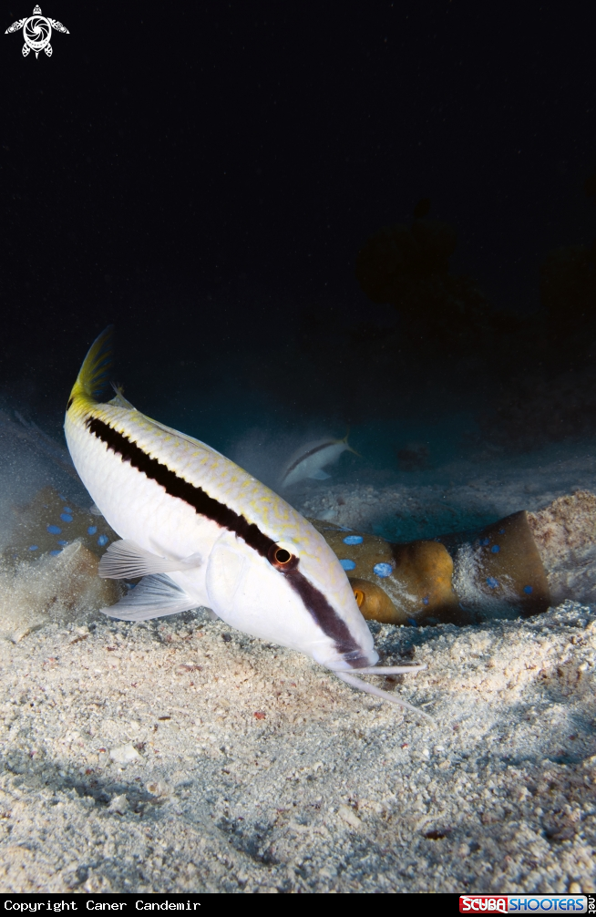A Underwater Life