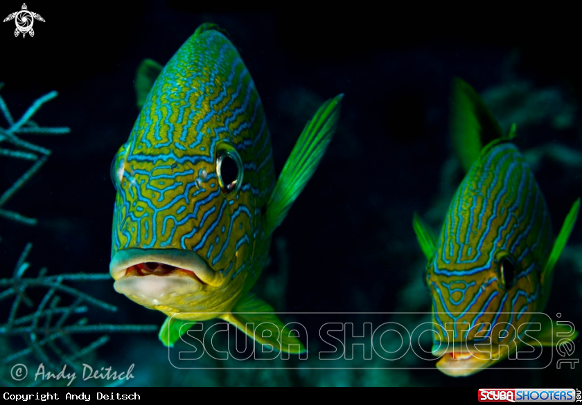 A Blue Striped Grunt