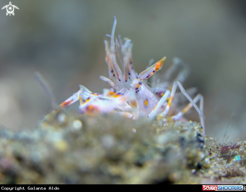 A Spiny Tiger Shrimp