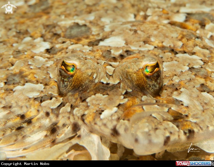 A Wide-eyed Flounder