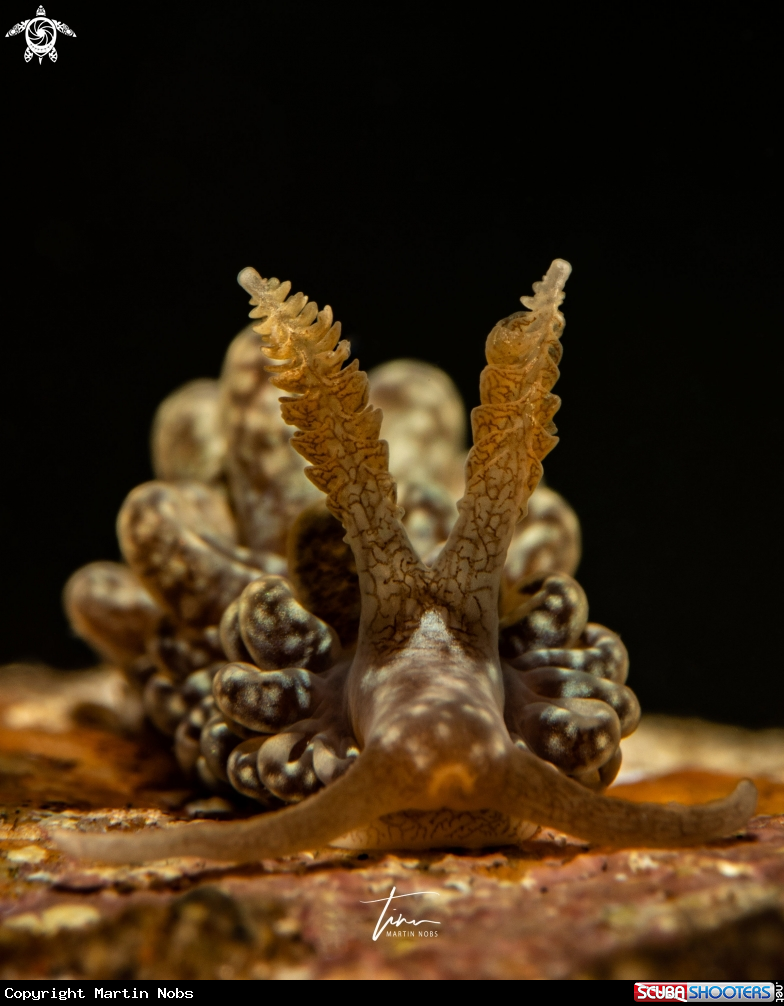 A Spurilla neapolitana