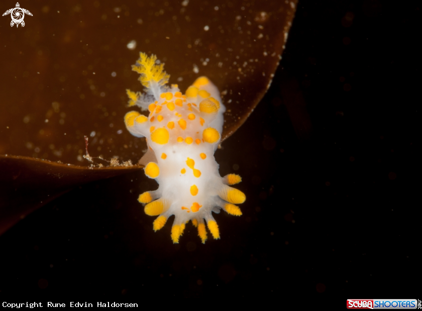 A Limacia clavigera