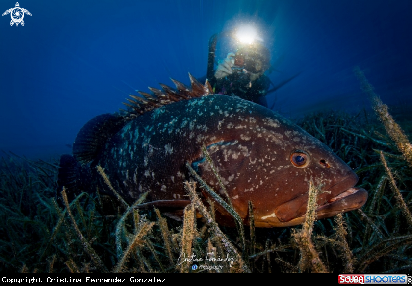 A Grouper