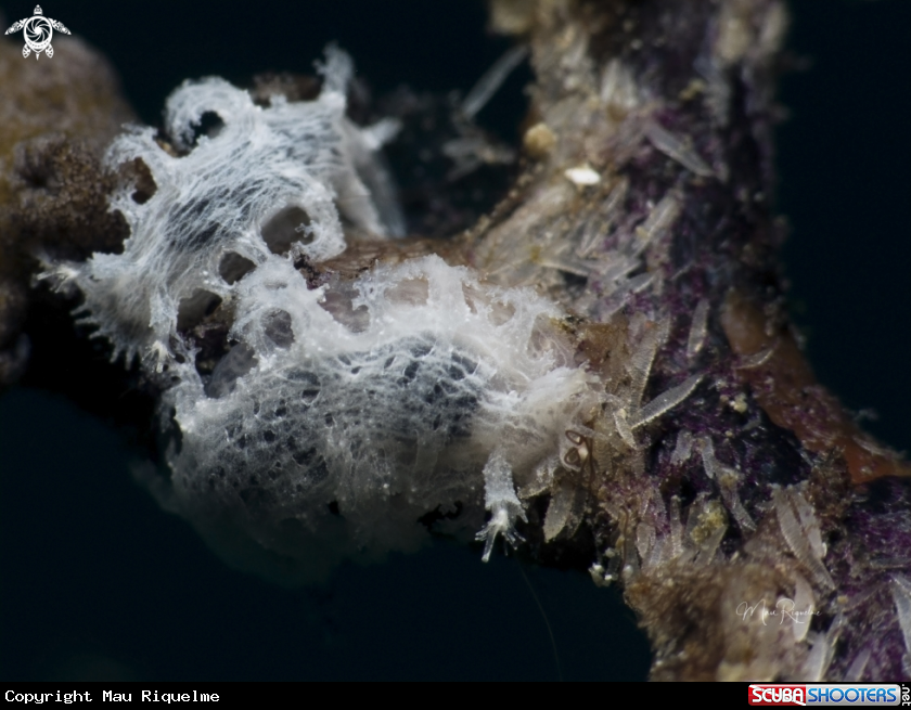 A Tufted Nudibranch