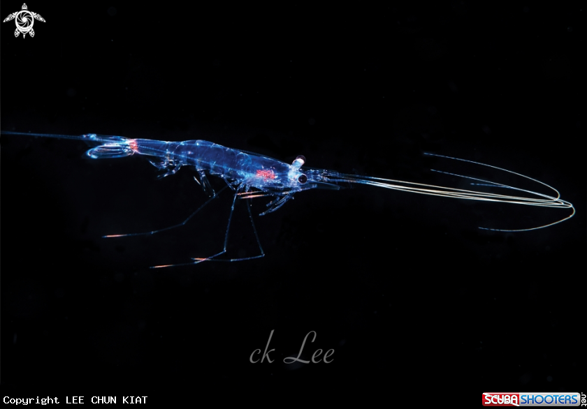 A Blackwater Shrimp 