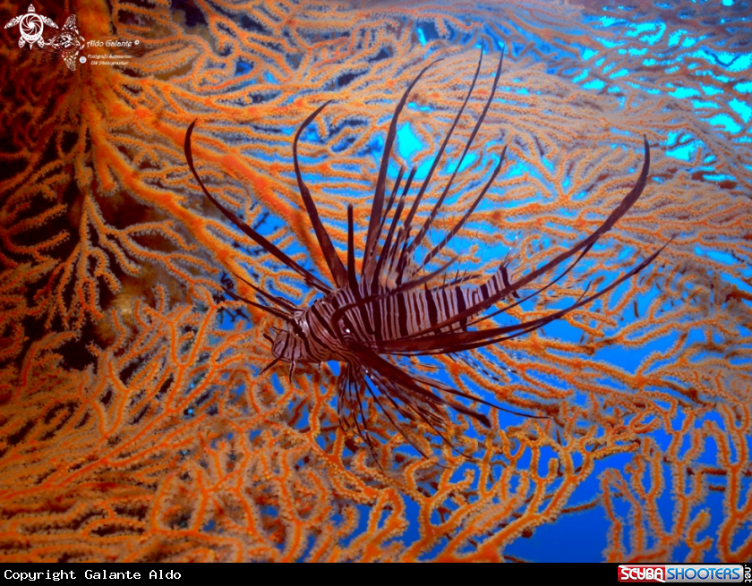 A Lion Fish Juvenil