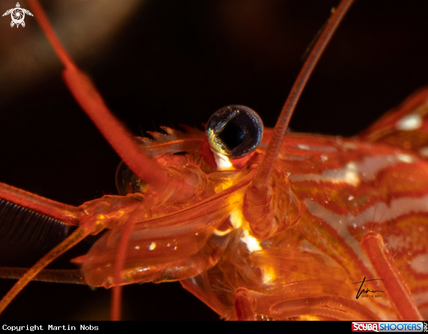 A Monaco Shrimp