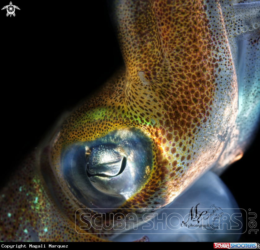 A Caribbean Squid 