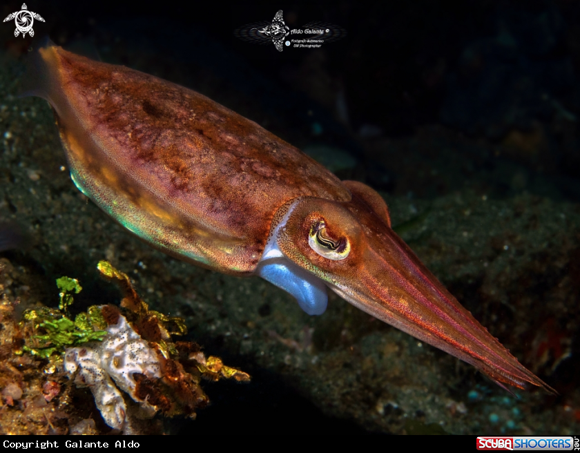 A Cuttlefish