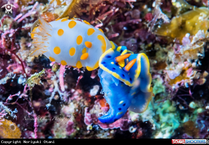 A Colorful sea slugs