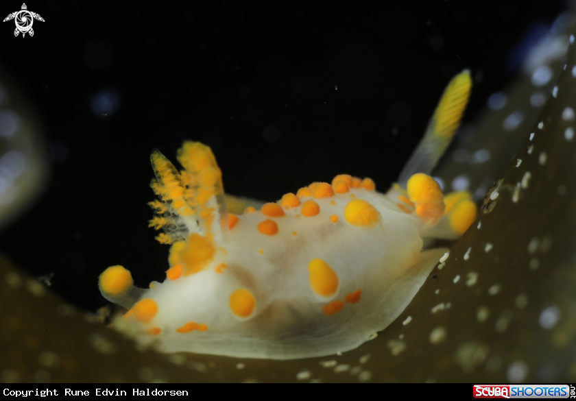 A Limacia clavigera