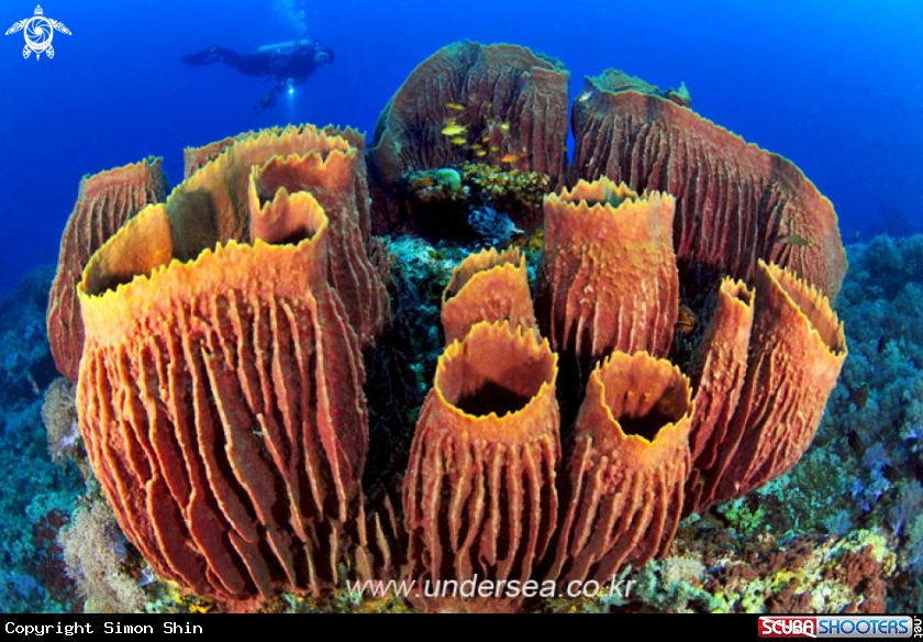 A barrel sponge