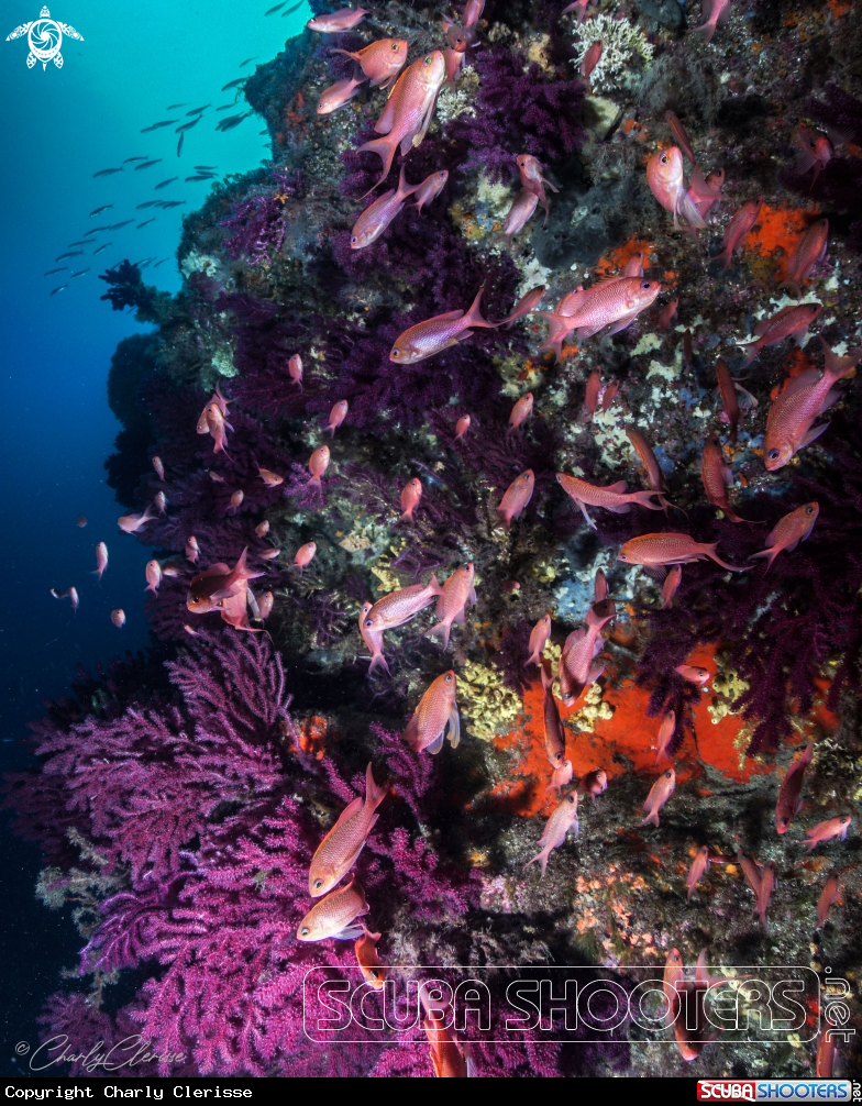 A Swallowtail Sea Perch 
