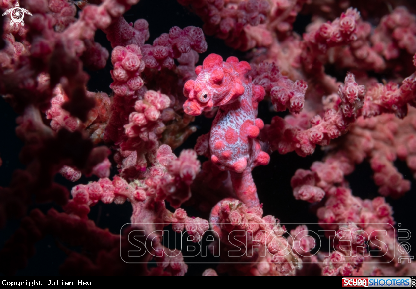 A Pygmy seahorse