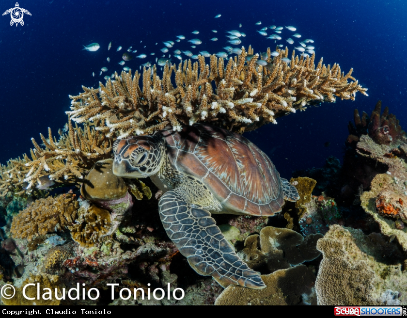 A Turtle