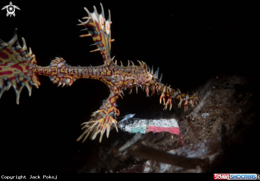 A Ornate Ghost Pipefish