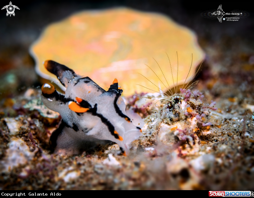 A Nudibranch