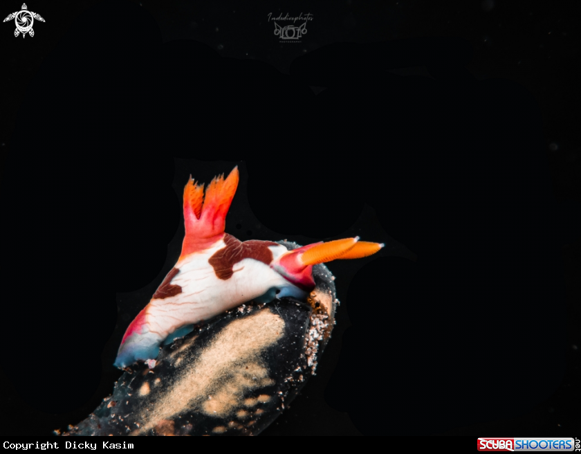 A Nembrotha nudibranch