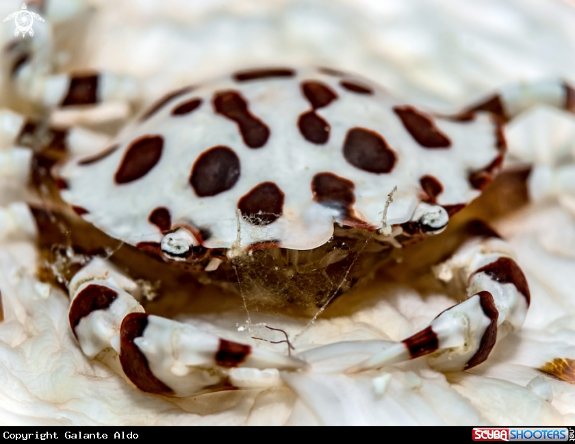 A Sea Cucumber Swimming Crab